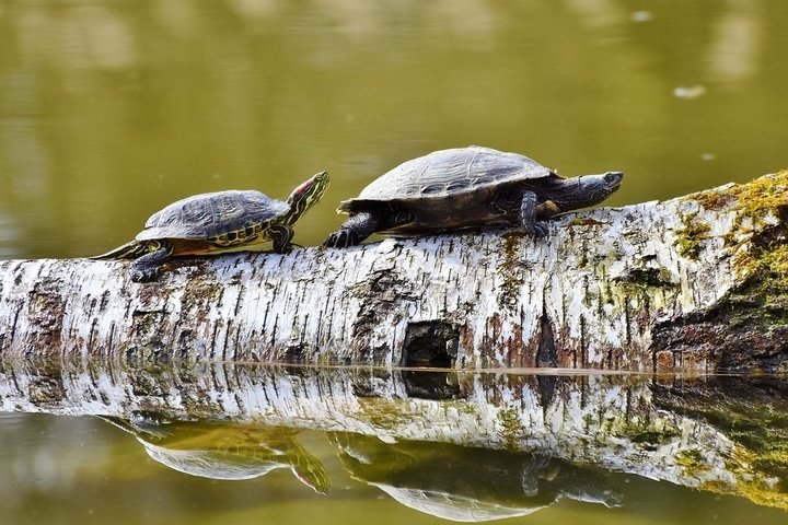 Two tortoise on a log that's partially submerged in water