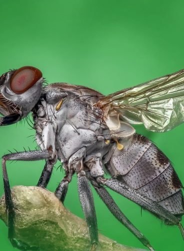 Closeup image of a housefly