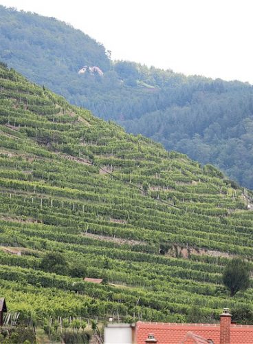 Vineyard terraces in Klingenberg
